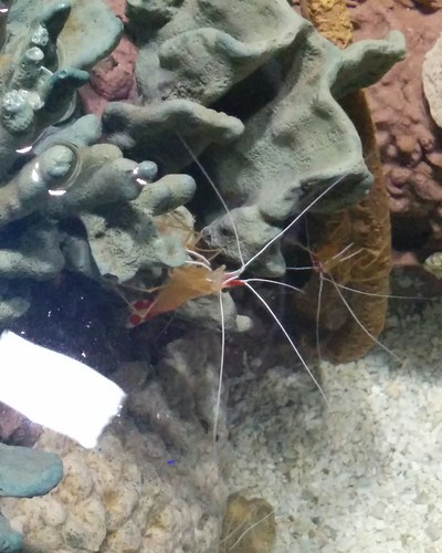 Scarlet cleaner shrimp (1) #toronto #ripleysaquarium #aquarium #shrimp #scarletcleanershrimp #latergram