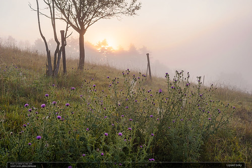 morning czech landscape fog summer meadow trees sunrise forest lipanaddrevnici