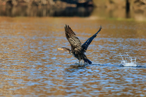 virginia action autumn bird cormorant fall flicker sunrise water wildlife chester unitedstates us