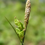 Carex careyana