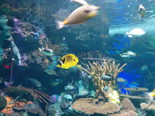 Coral reef fish (1) #toronto #ripleysaquarium #aquarium #fish #coralreef #latergram