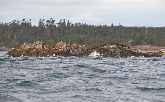whale rocks