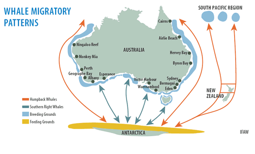 Hervey Bay, danza de ballenas - AUSTRALIA POR LIBRE: EL PAÍS DEL FIN DEL MUNDO (14)