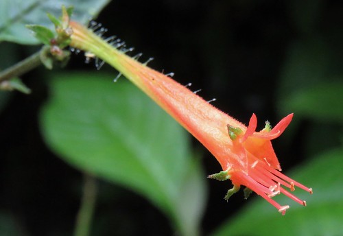 costarica lythraceae plant richhoyer
