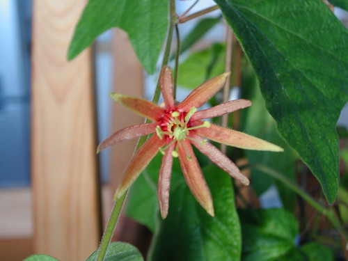 Passiflora x 'Betsie Greijmans' 38745960341_f476b2104e