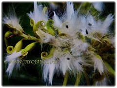 Seed capsules of Salix babylonica (Weeping Willow, Peking Willow, Chinese Weeping Willow, Babylon Weeping Willow, Babylon Willow) that are enveloped in white, cottony seed mass, 2 Dec 2017