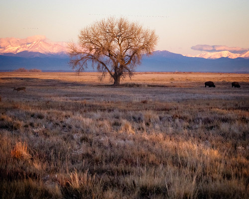 plains seasons landscape sunrise deer bison rockymountainarsenal colorado outdoors prairie events fall places chameleontree denver unitedstates us