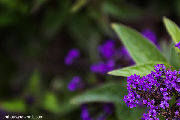 Tiny Purple Flowers