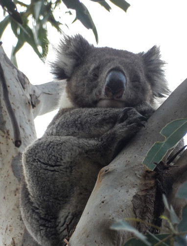 Kangaroo Island, fauna australiana en estado puro - AUSTRALIA POR LIBRE: EL PAÍS DEL FIN DEL MUNDO (30)