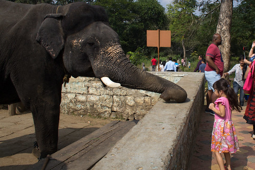 dubare elephant india2017 atturforest karnataka india
