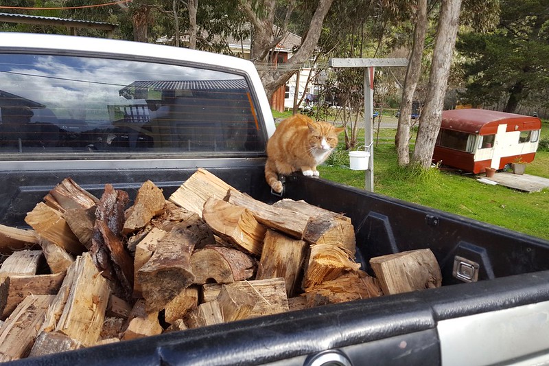 Kitty hilft beim Holz auffüllen indem sie auf wichtigeres drängt. Kuscheln!