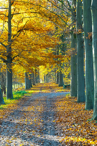 avenue trees light autum landscape leafs trail fujifilm xt2