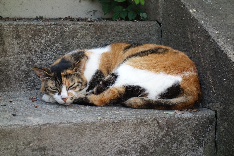 a cat @Enosihma, Fujisawa City