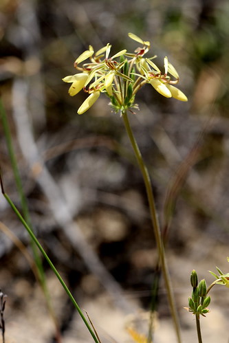 A tuberous yellow flowered Pelargonium rapaceum, section Hoarea