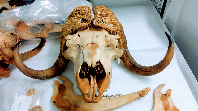 musk-ox-skull
