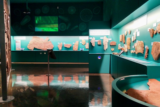 Ediacaran Fossil Gallery