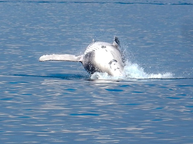 Hervey Bay, danza de ballenas - AUSTRALIA POR LIBRE: EL PAÍS DEL FIN DEL MUNDO (28)