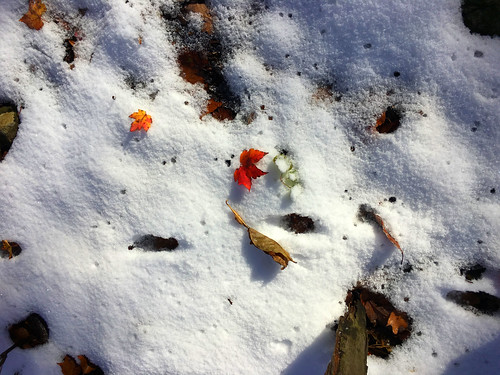 waggoner’sgap hike snow autumn fall audubon pennsylvania view leaves leaf wood