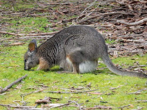 Kangaroo Island, fauna australiana en estado puro - AUSTRALIA POR LIBRE: EL PAÍS DEL FIN DEL MUNDO (38)