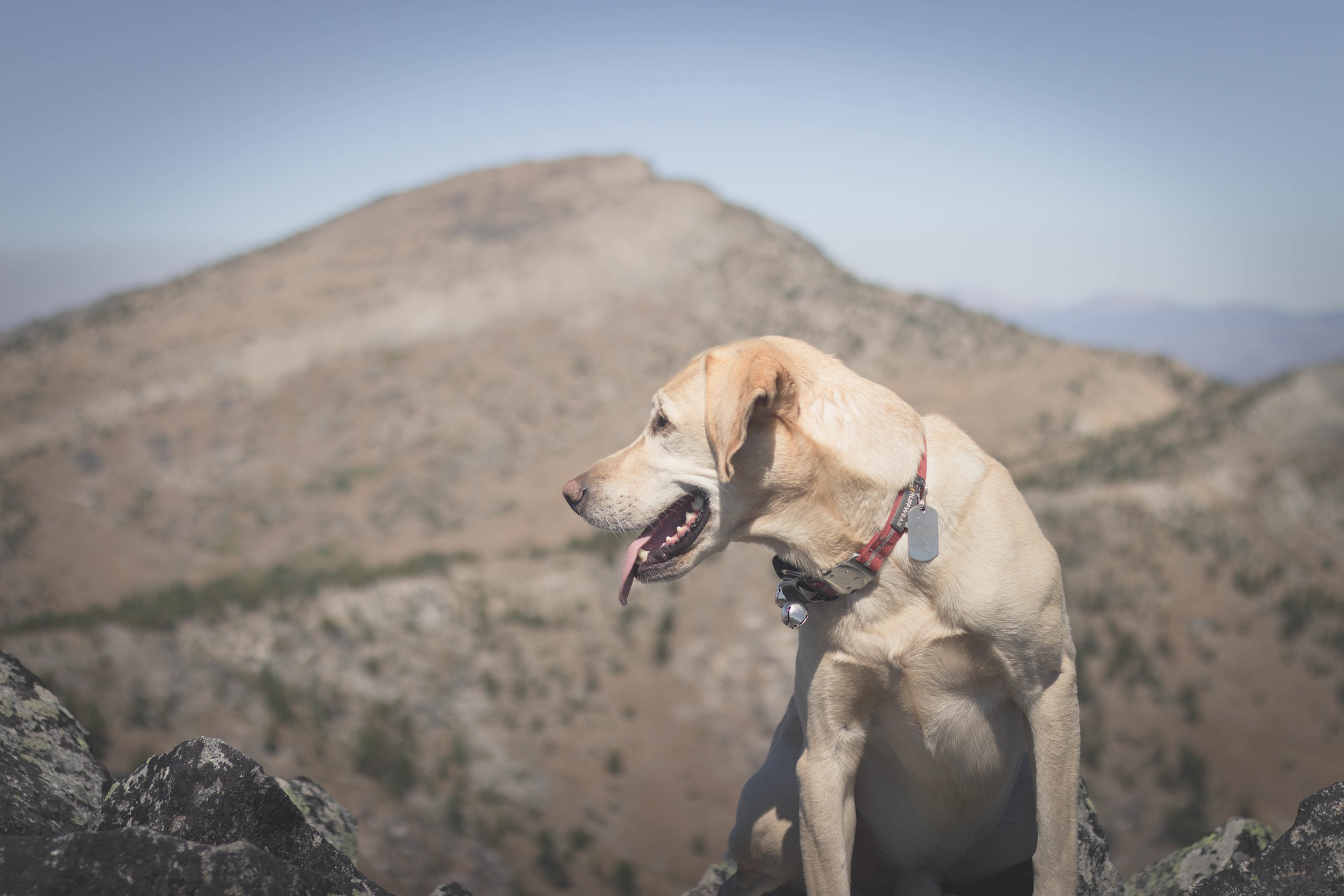 Summit dogs on Clark Peak