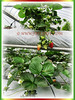 Fragaria x ananassa (Strawberry, Garden Strawberry, Cultivated Strawberry)