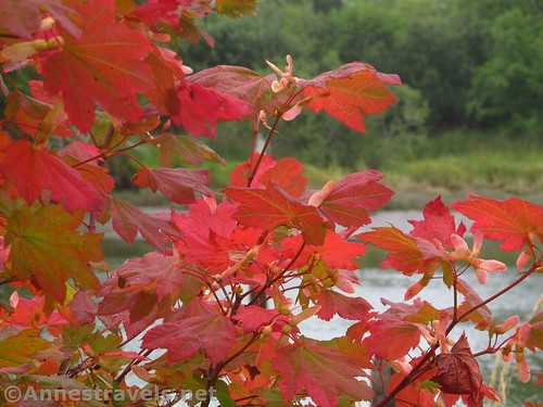 Red leaves at Netul Landing near Fort Clatsop, Lewis & Clark National Historical Park, Oregon