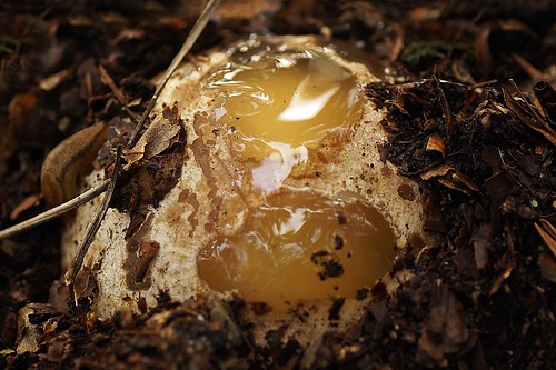 Stinkhorn egg - Stinkzwam-ei
