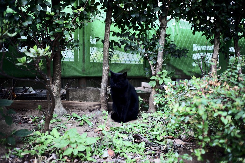 池袋駅前公園の猫。黒猫