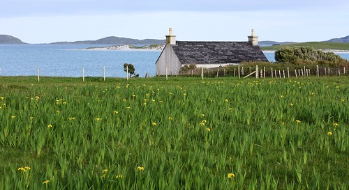 wild yellow iris flower flora landscape seascape nature house dwelling coastal scenery barra eoligarry hebrides scotland nikon angela wilson