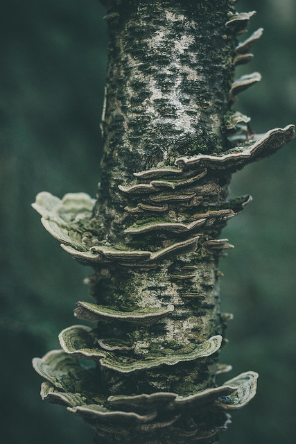 kääpä muodostelma puussa sieniä puussa 