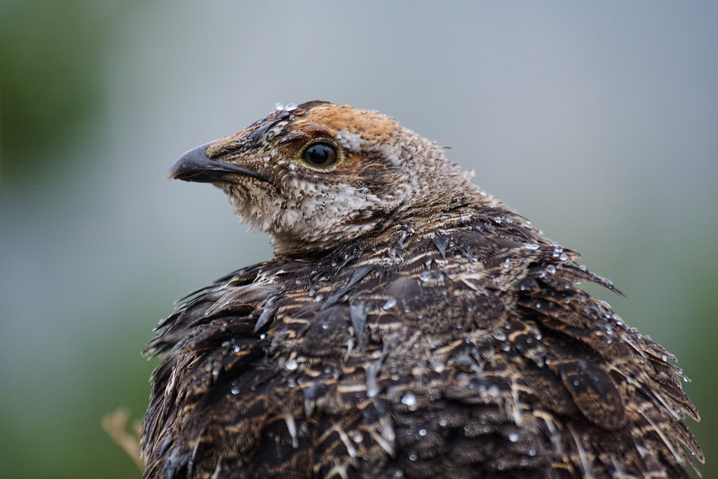 A sooty grouse covered in drops of rain on a cold fall day in Mount Rainier National Park
