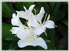 Hedychium coronarium (White Ginger Lily, White Ginger, Butterfly Ginger Lily, Garland Flower)