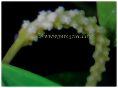 Tiny and unisexual flowers of Piper nigrum (Black Pepper, Common Pepper, Pepper Vine/Plant, White/Madagascar Pepper, Lada Hitam in Malay), 17 Nov 2017