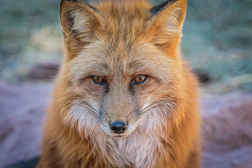 fox redfox bearizona arizona williamsaz vulpes wildlife animal canon7dmarkii