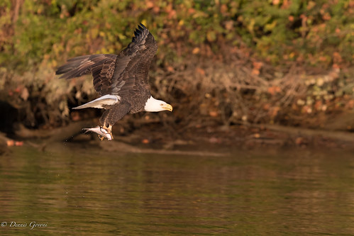 virginia action autumn bird eagle fall flight jamesriver raptor sunrise trees wildlife richmond unitedstates us