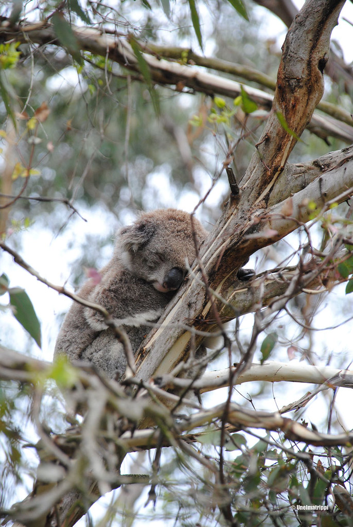 Koala Phillip Islandin Koala Conservation Centressä Australiassa