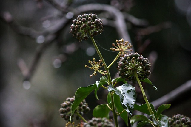 Winter ivy