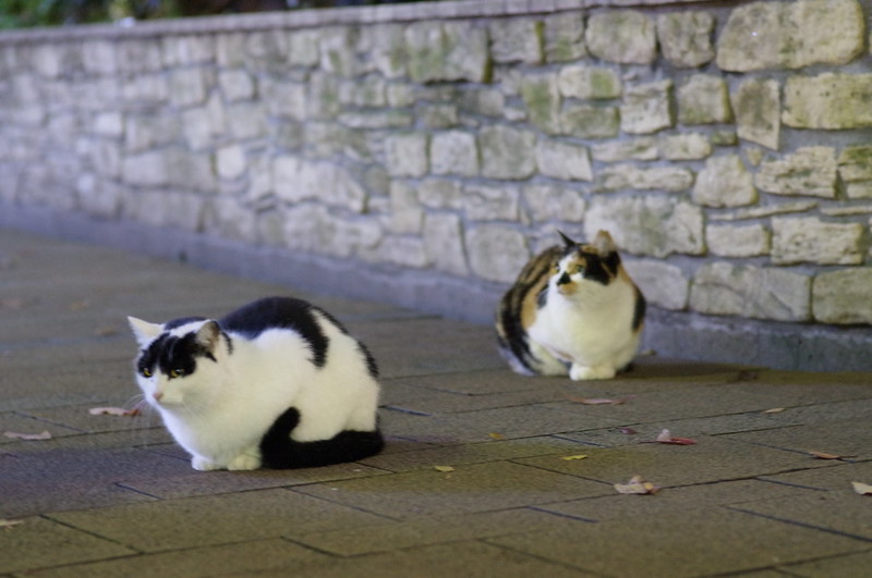 RICOH GXR+Voigtlander 75mm f1.8池袋東口駅前公園水天宮の猫。白黒と三毛