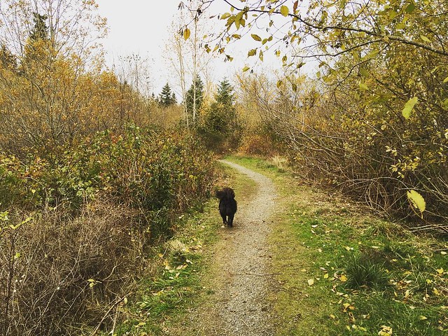 Drizzly Fall walks with dog butts. 🍂