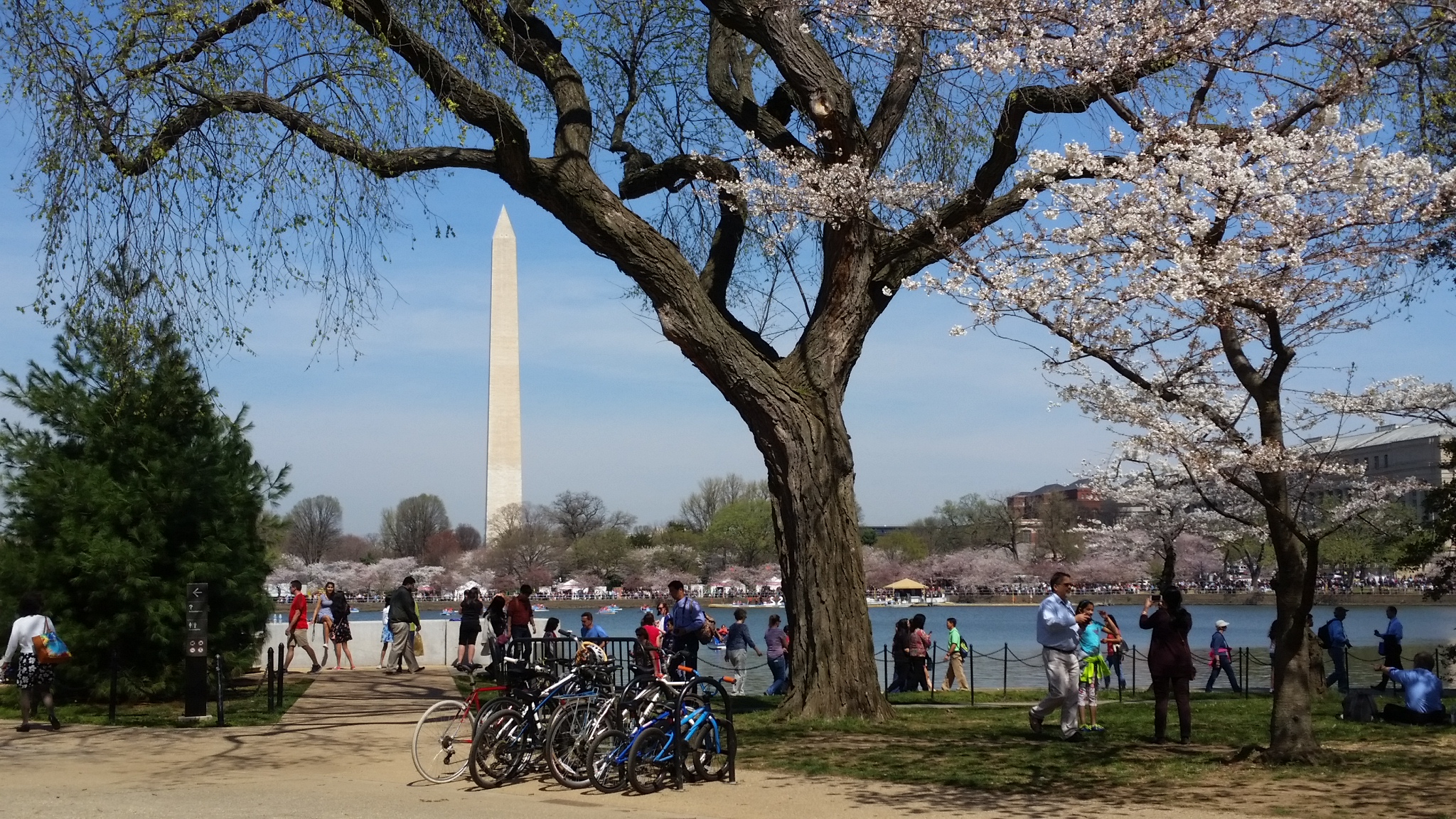The Washington Monument with cherry trees in the foreground. Photo taken on March 24, 2016