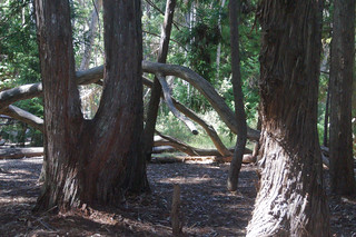 185 Hosmer Grove Nature Trail