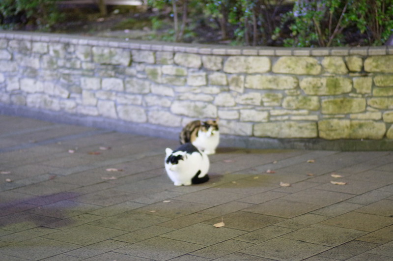 RICOH GXR+Voigtlander 75mm f1.8池袋東口駅前公園水天宮の猫。白黒と三毛