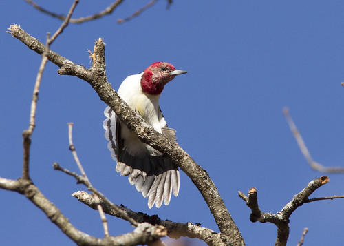 melanerpeserythrocephalus redheadedwoodpecker stretching feathers singingwoods