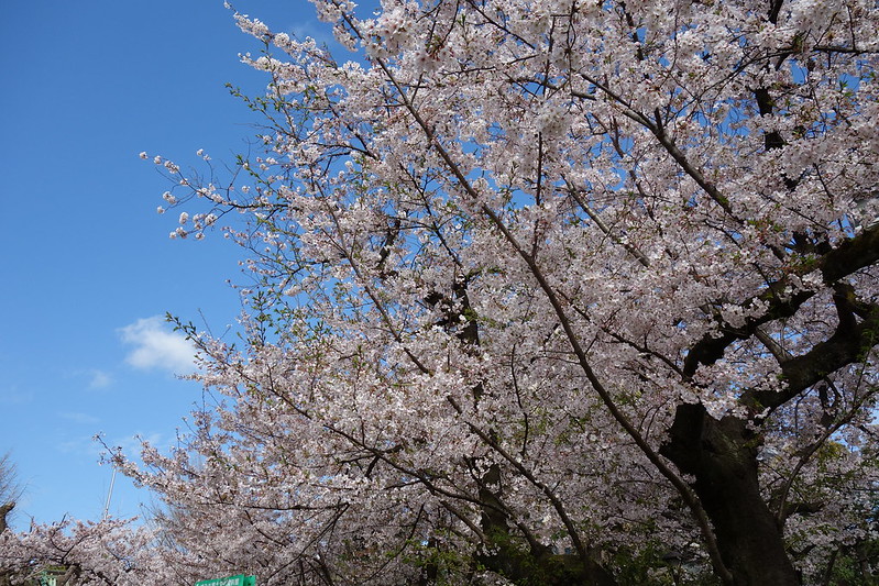 "cherry blossom <Sakura>" @Taito-ku , Japan
