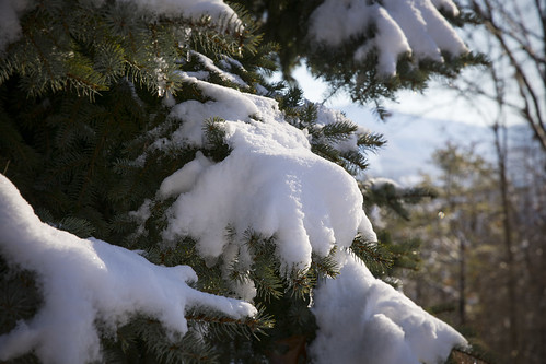snow winter white daytime light shadows background nature beautiful tree branch limb december season cold sun bluespruce pine evergreen dslr canon 5d markiv northcarolina