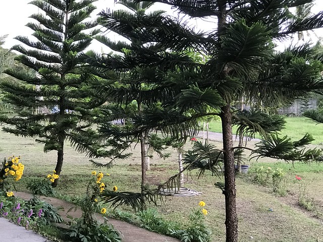 araucaria pine trees,  Dec 2017
