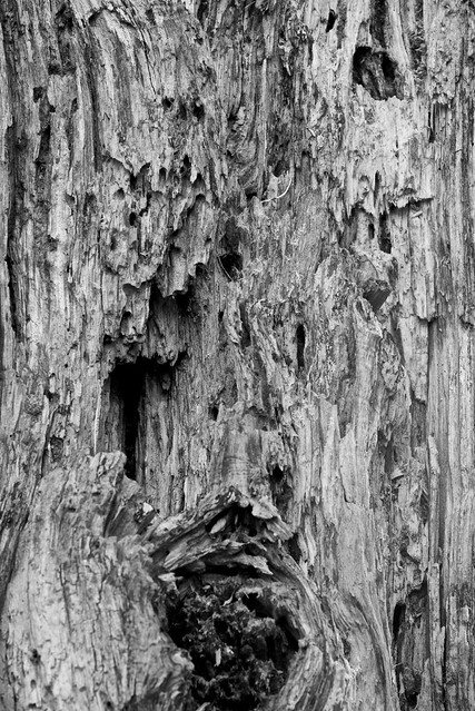 willow tree detail