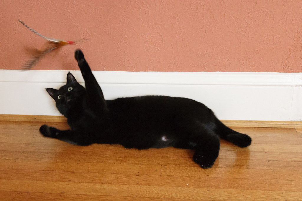 Our cat Emma playing with a cat toy while lying on the hardwood floor