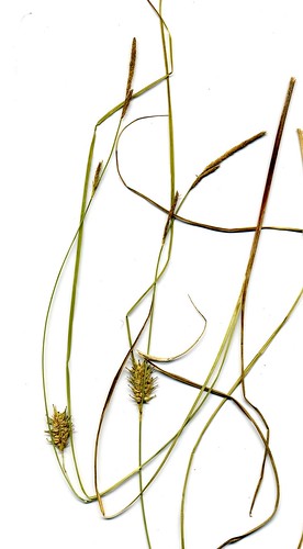 Carex bullata