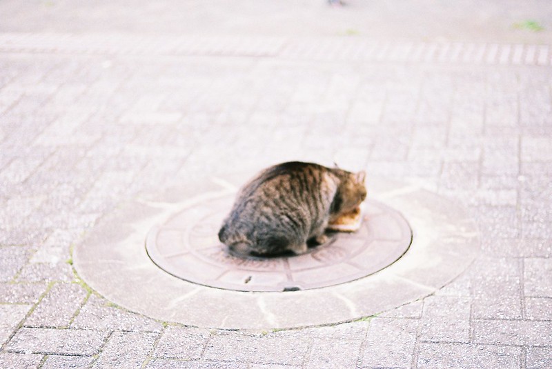 池袋二丁目公園の猫。Leica M4 Voigtlander75mm f1.8